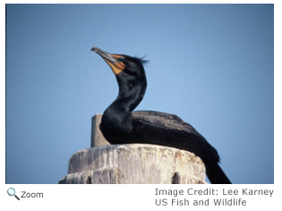 Double-crested Cormorant