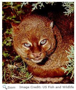 Jaguarundi