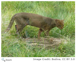 Jaguarundi