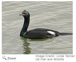 pelagic cormorant 