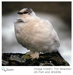 Rock Ptarmigan