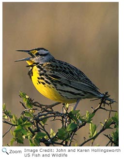 Western Meadowlark