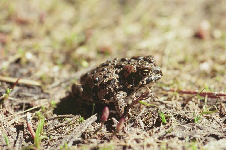 Bufonidae True Toads Wildlife Journal Junior
