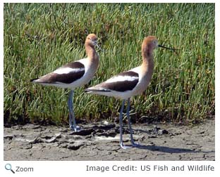 Avocet