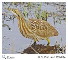 American Bittern