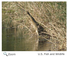 American Bittern