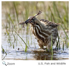 American Bittern