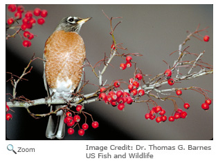 American Robin