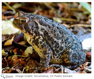 American Toad