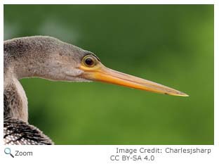 anhinga