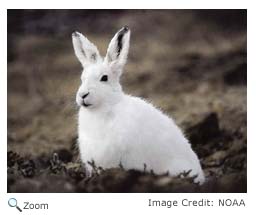 Arctic Hare