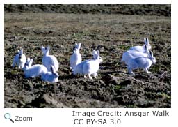 Arctic Hare