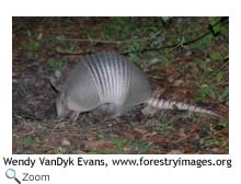 Armadillo