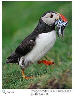 Atlantic Puffin