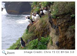 Atlantic Puffin