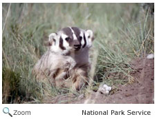 American Badger