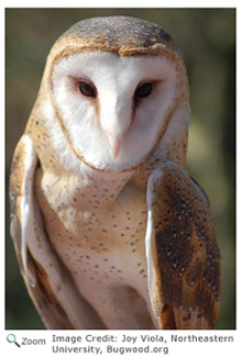 Barn Owl