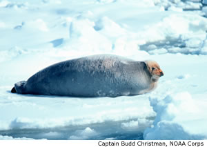 Bearded Seal