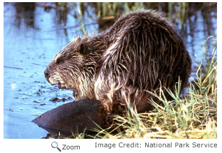 Beaver