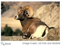 Bighorn Sheep