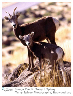 Bighorn Sheep