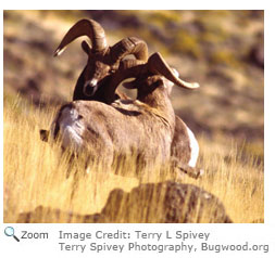 Bighorn Sheep