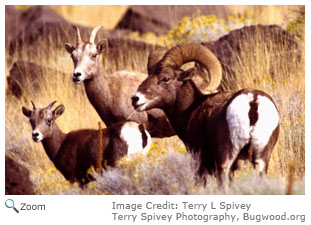 Bighorn Sheep