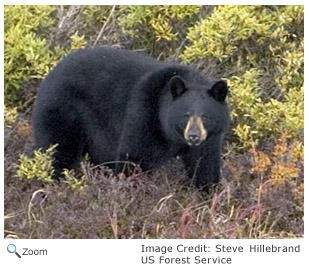 Black Bear