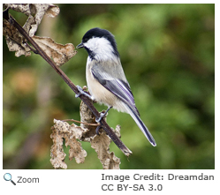 Black-capped chickadee