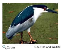 Black-crowned Night Heron