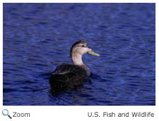 American Black Duck