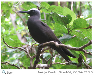 Black Noddy