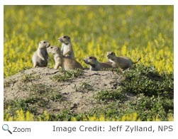 Black-tailed Prairie Dog