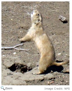 Black-tailed Prairie Dog