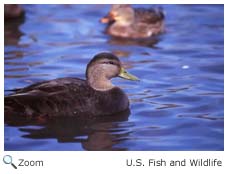 American Black Duck