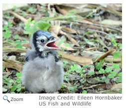 Blue Jay