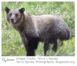 Brown Bear