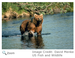 Brown Bear