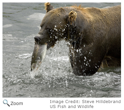 Brown Bear