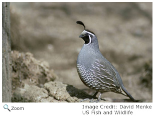 California Quail