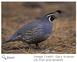 California Quail