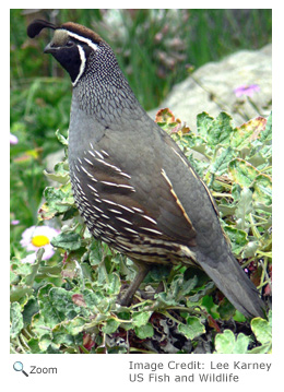 California Quail