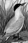 Caspian tern