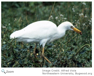 Cattle Egret