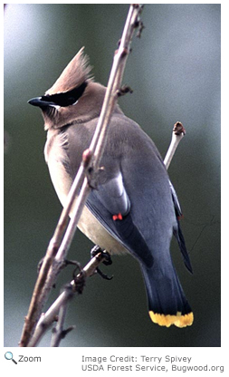 Cedar Waxwing