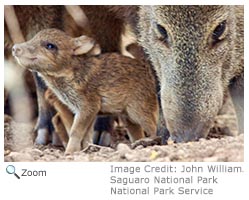 Collared Peccary