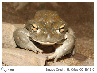 Colorado River Toad