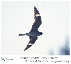 Common Nighthawk