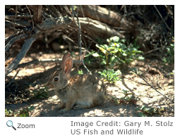 Desert Cottontail