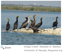 Double-crested Cormorant